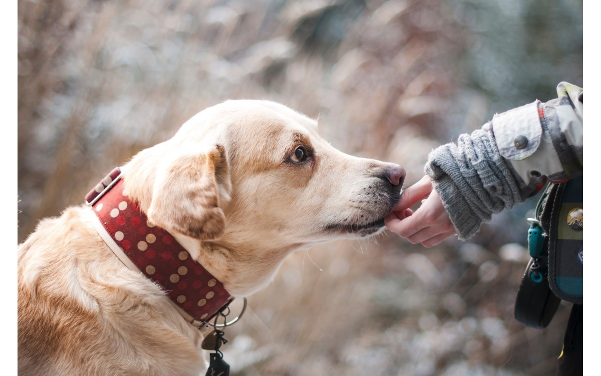 Pet Trusts: Caring for a Pet That Outlives Its Owner